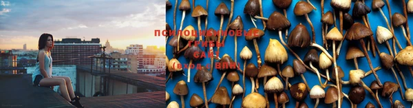 бошки Аркадак